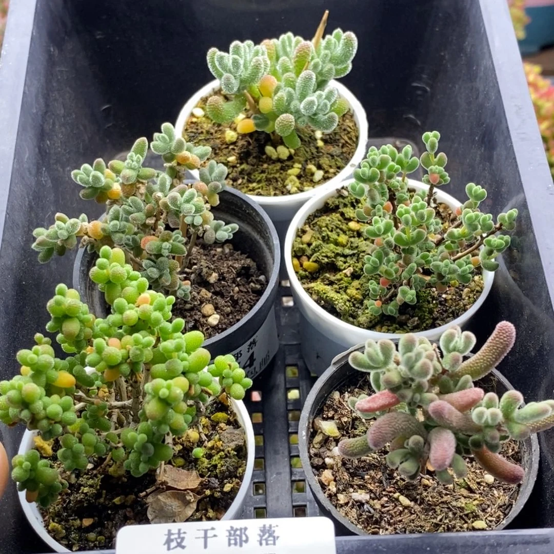 新手福利套餐955。