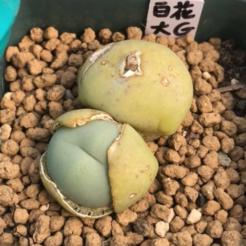 b****贝多肉肉锥 白花大Ｇ