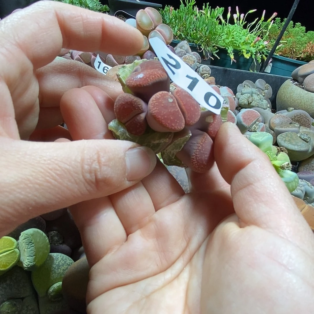 生石花一物一拍210