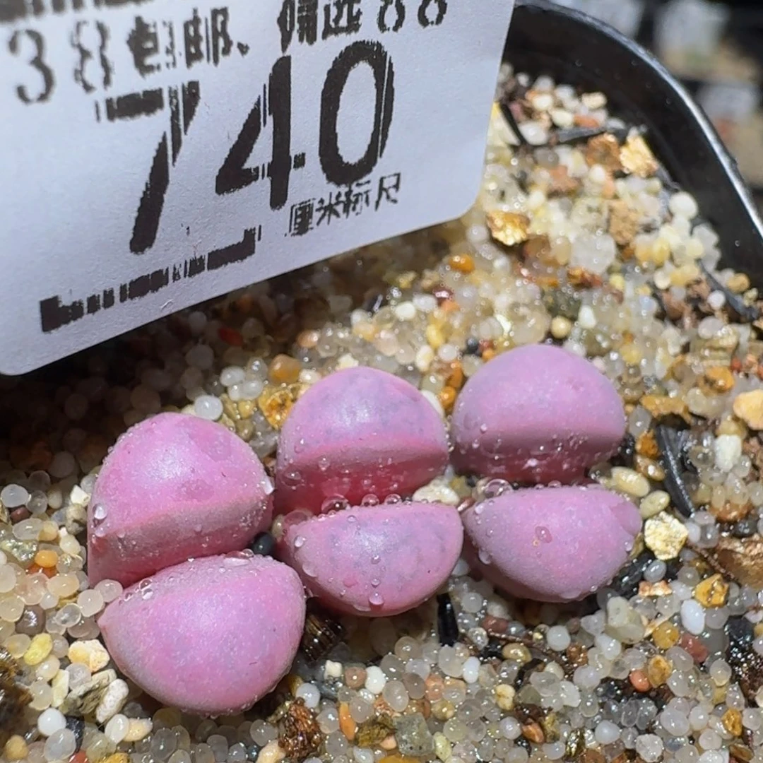 zzzzz精品生石花740
