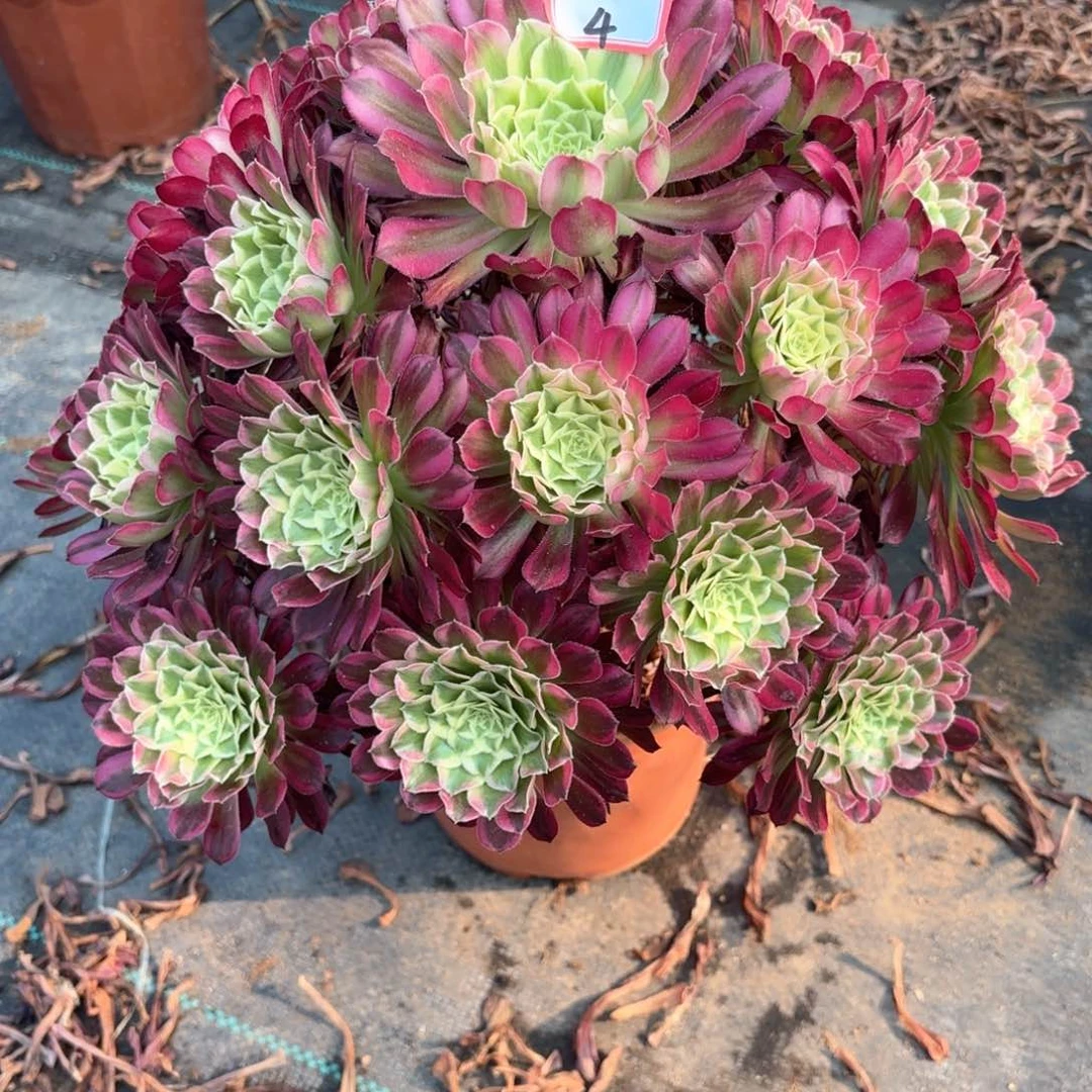 无花朵4天合多肉植物绿植