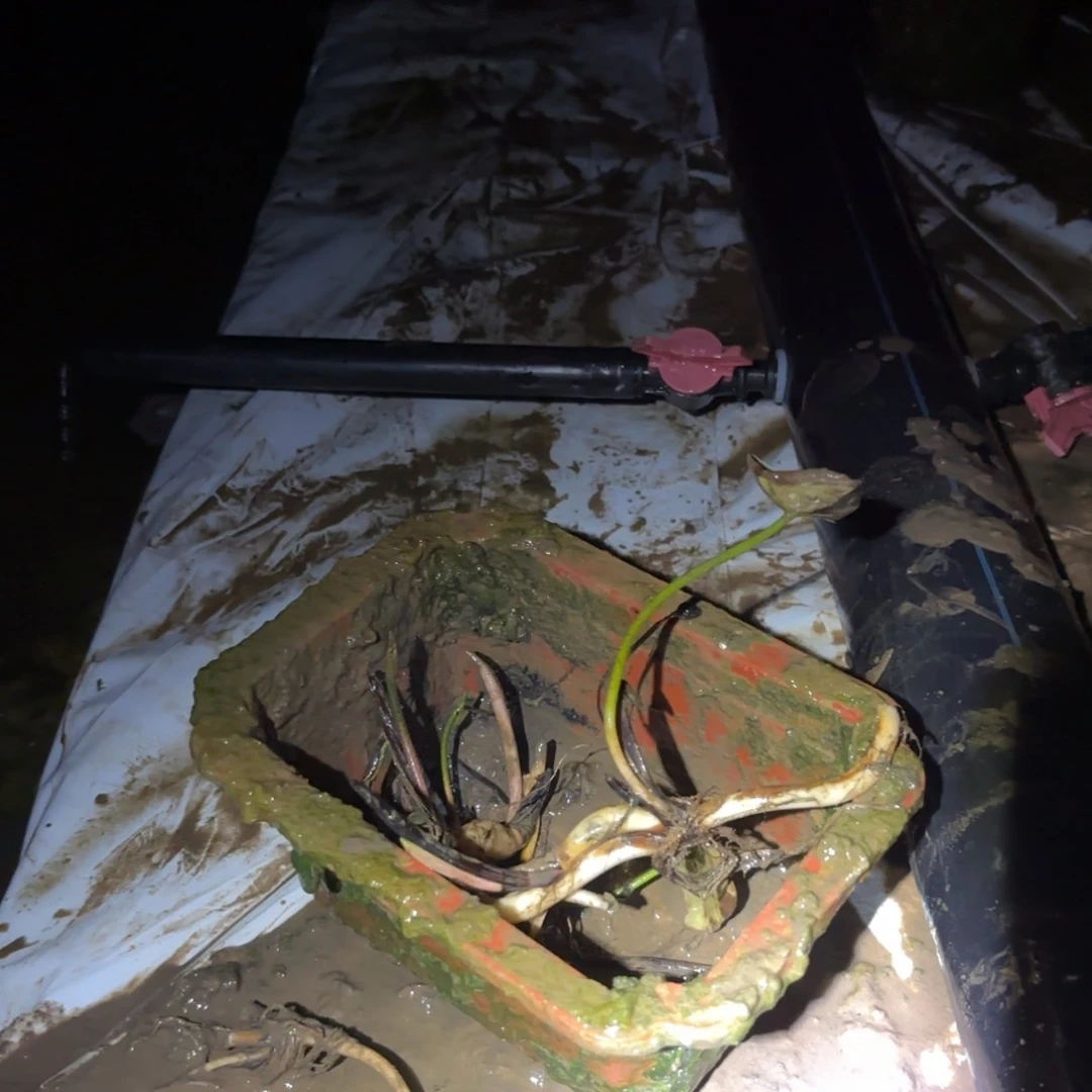 栀***花全部花苞粉色丹青种藕166号所有