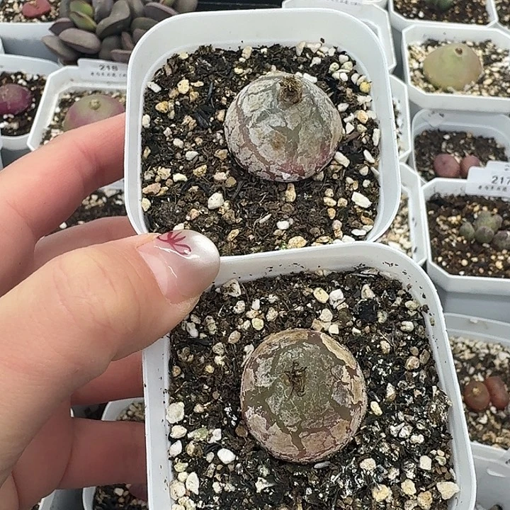 老马生石花2.8灯泡410