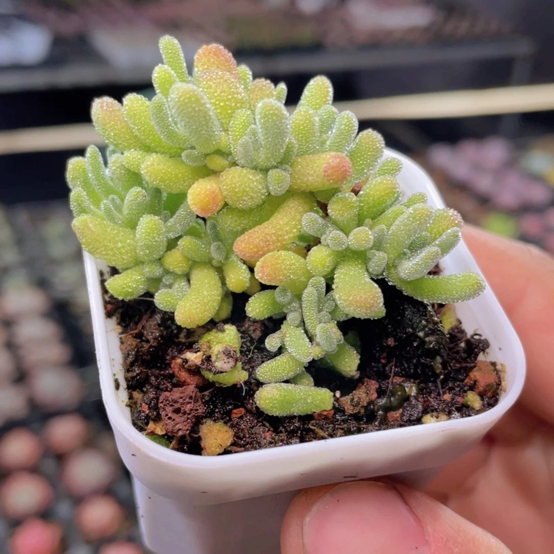 冰晶枝干多肉9.9包邮发货