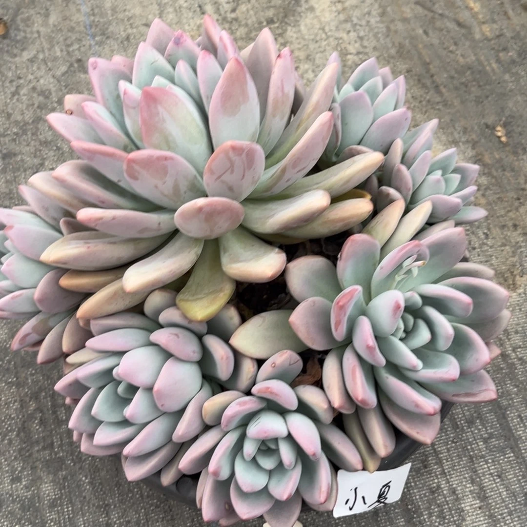 棠颂花卉一物一拍 奥普 夏