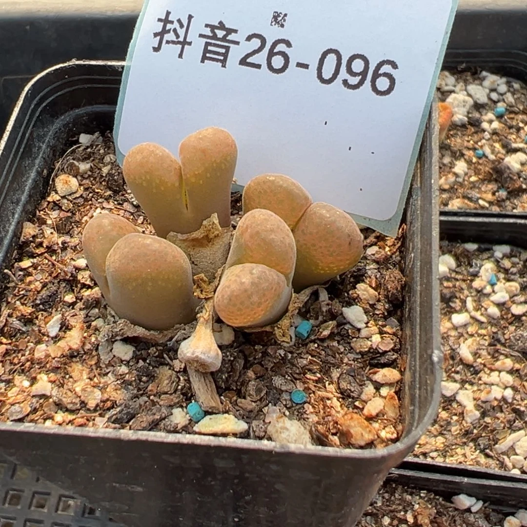26-96肉锥多肉植物，