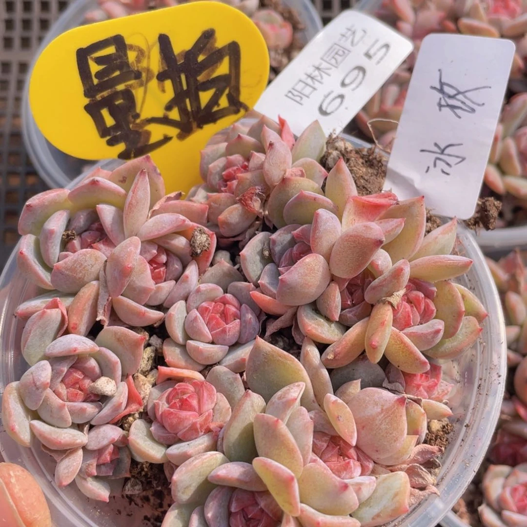 量拍多肉植物多肉植物695