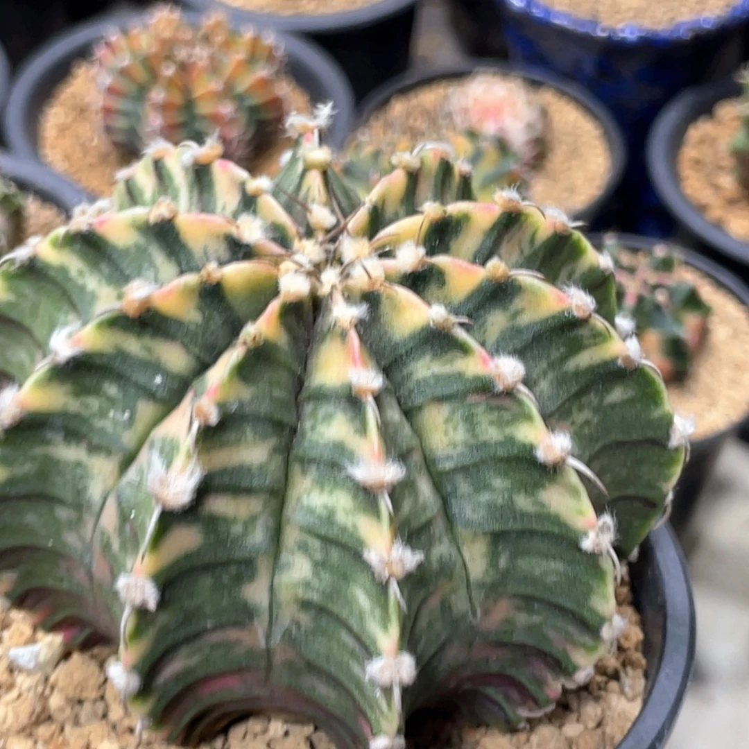 当前无花朵，栽培后可花朵高绒虎斑肋骨