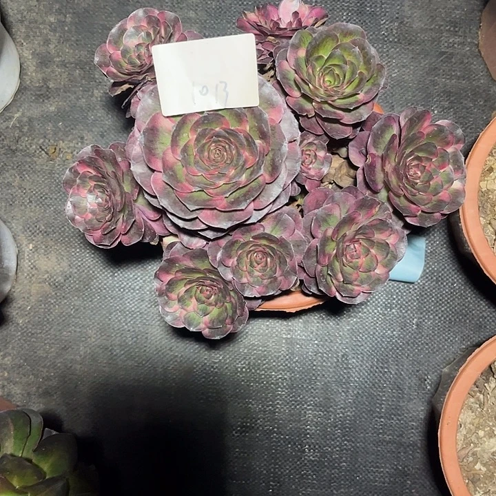 魅锦多肉植物保护1013