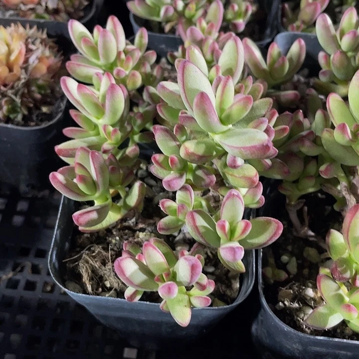 小天狗群2.8带盆土发