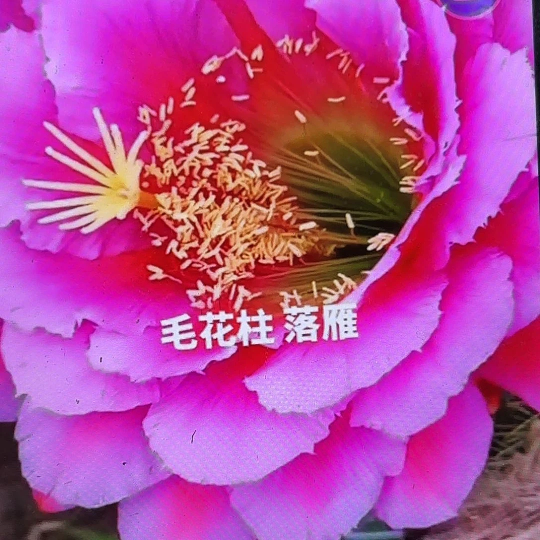 落雁毛侧牙20包邮仙人球37