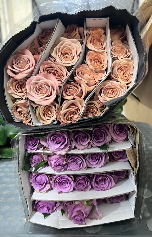 卡布奇诺玫瑰20支+紫霞玫瑰20支（其中10支不售后）+营养剂