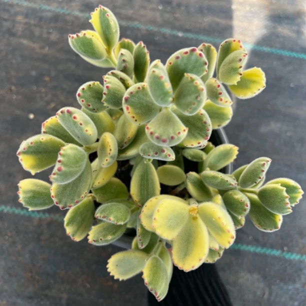 带盆发 多肉白熊 可爱美萌熊爪爪 15cm左右冠幅