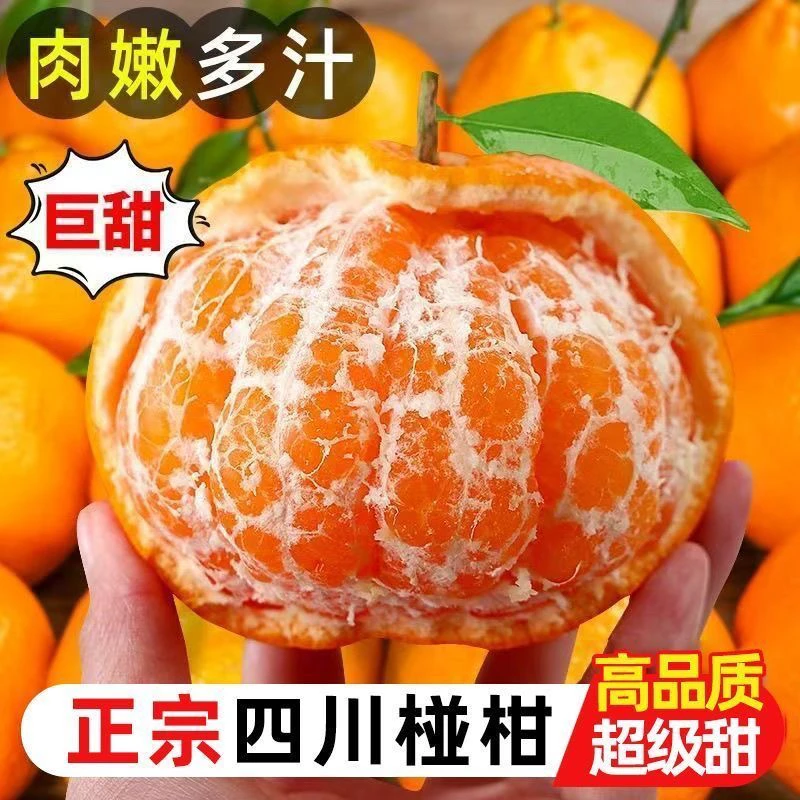 【老品种】四川高山碰柑芦柑碰柑新鲜水果现摘高山橘子桔子有籽橘子