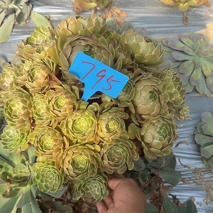 张***姐795粉花妖哦哦哦哦哦哦