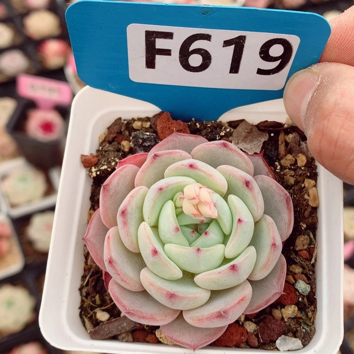 福利多肉植物6cm