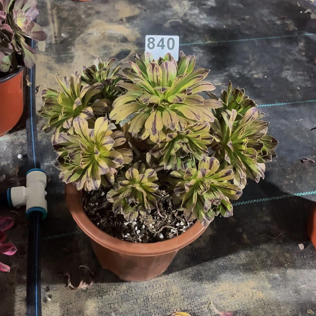恩*多肉植物一物一拍840