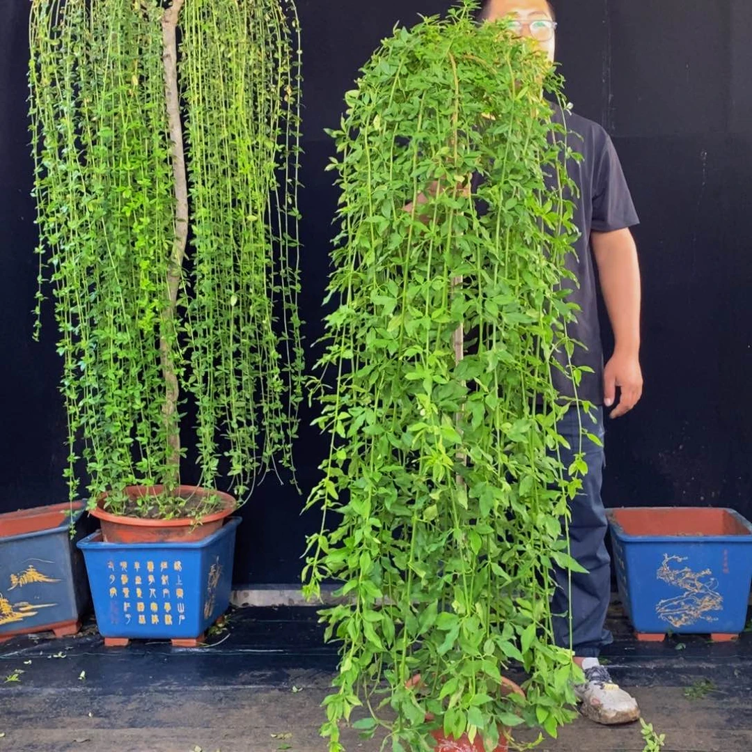 探春花，一物一拍，