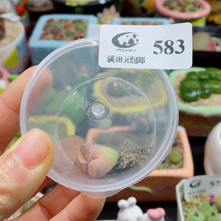 Z***z生石花花花花花花花583