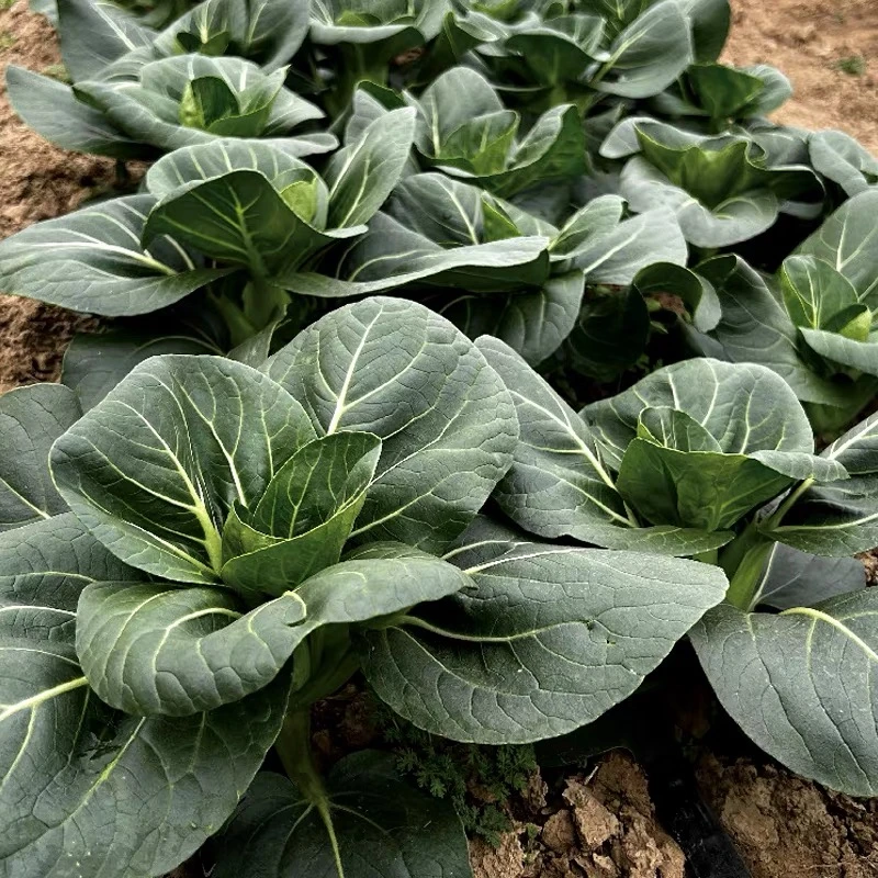 【下单发3包】黑大头苏州青上海青青梗菜种子黑叶油菜阳台盆栽四季