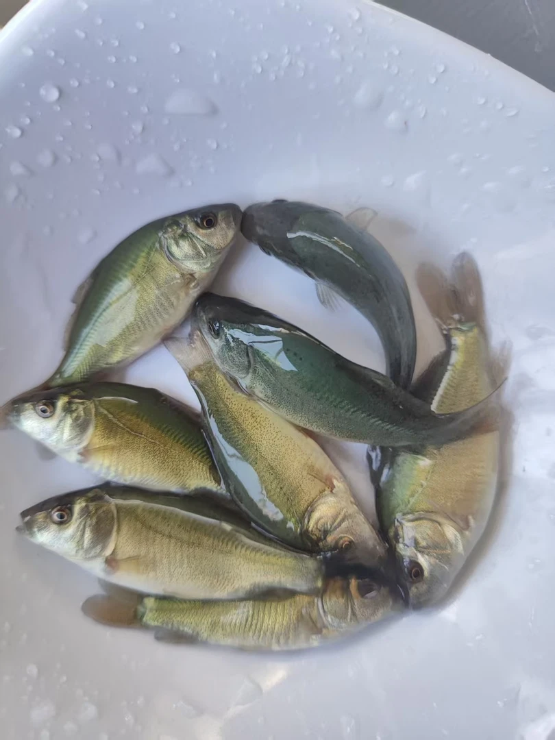 裸鲤可观赏可饲养