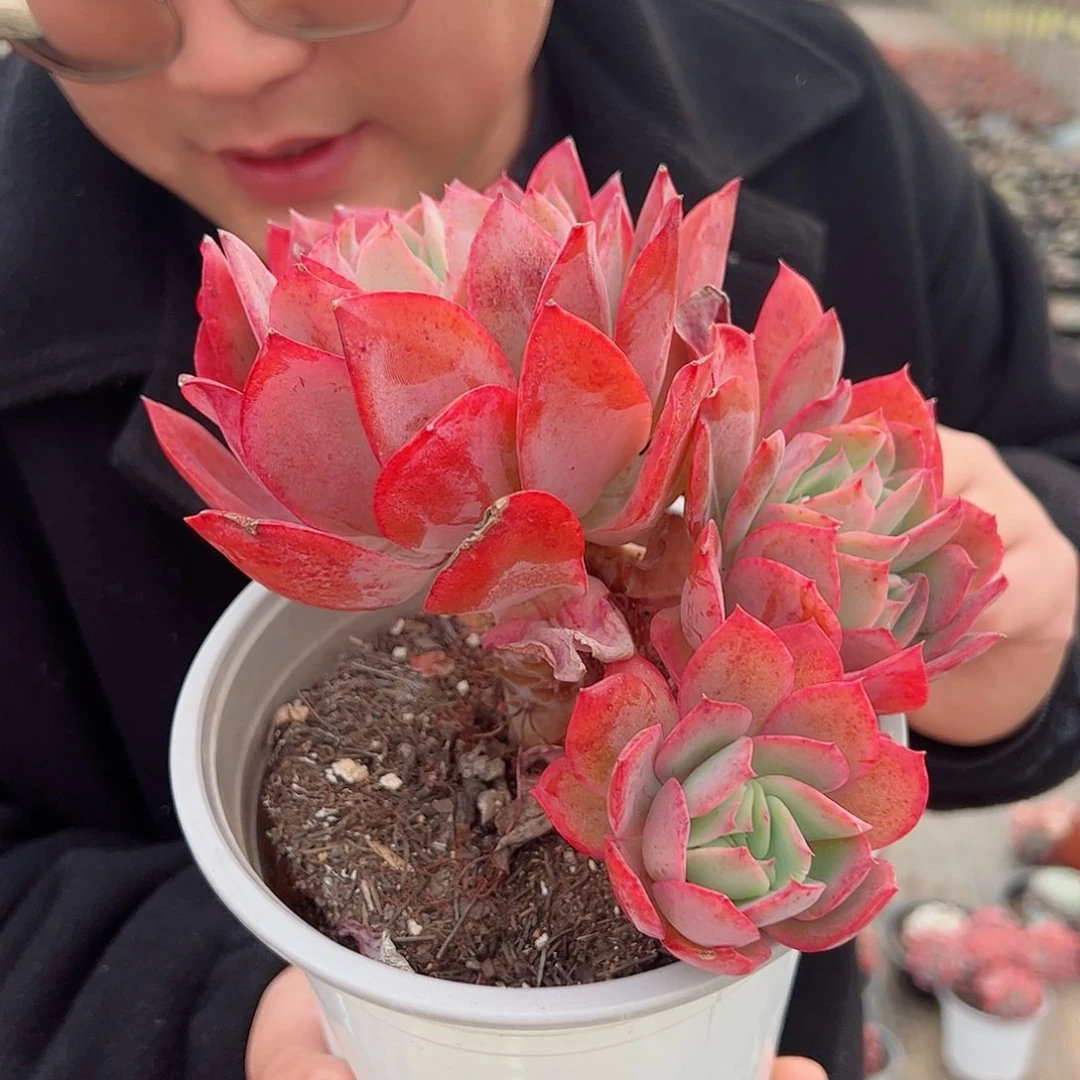 绮罗仙子双头起发整桩