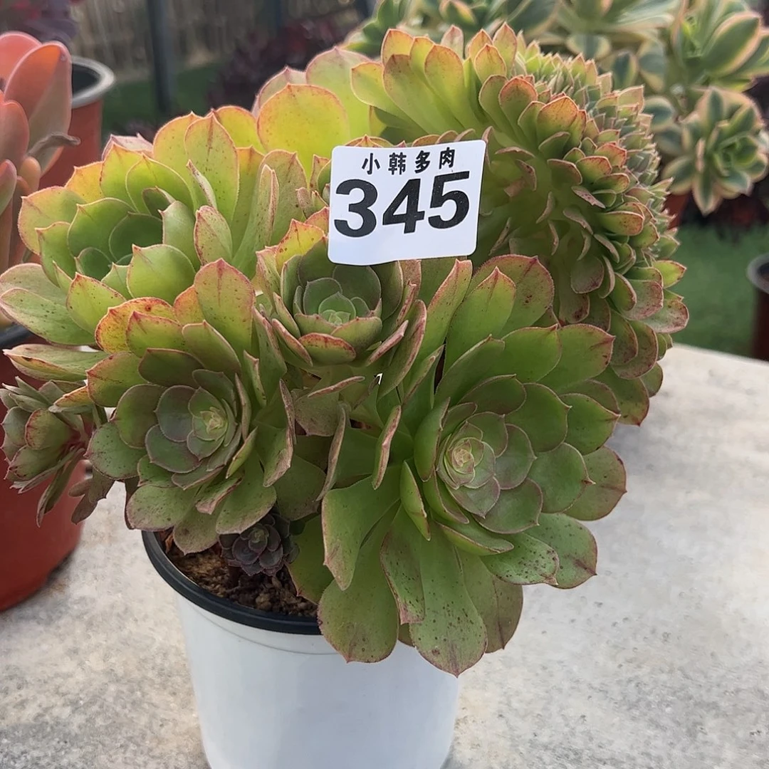 345万圣节缀化法师一颗