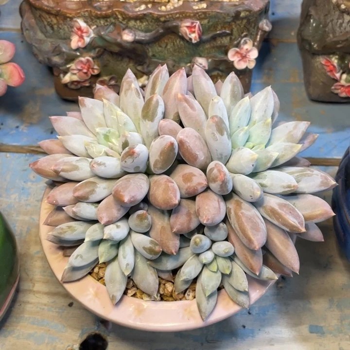 【闪购商品】红胖体