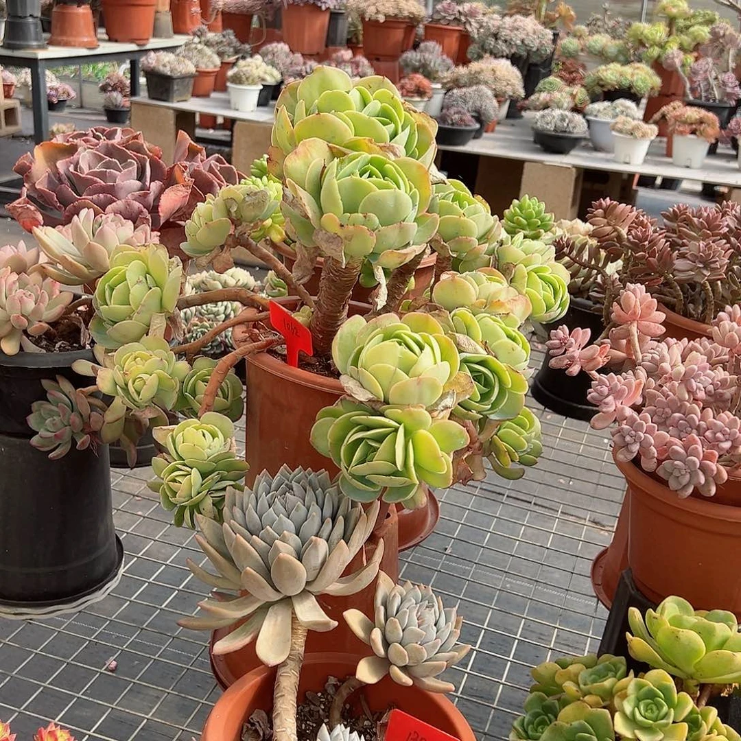 肖*1062碧桃多肉植物