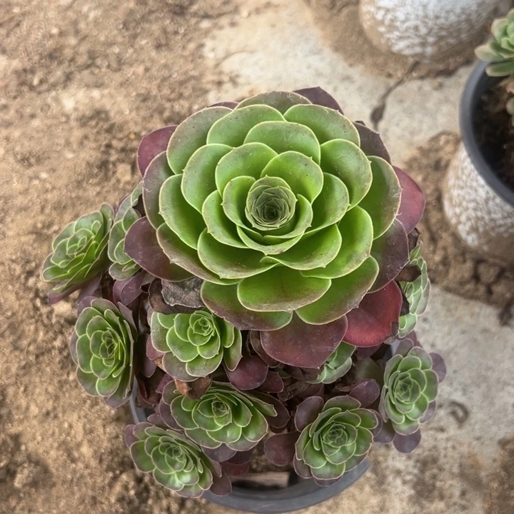 魅金玫瑰多肉植物量拍