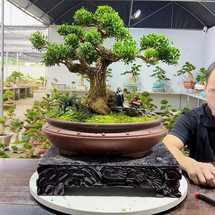 完全开放黄杨室内室外好养