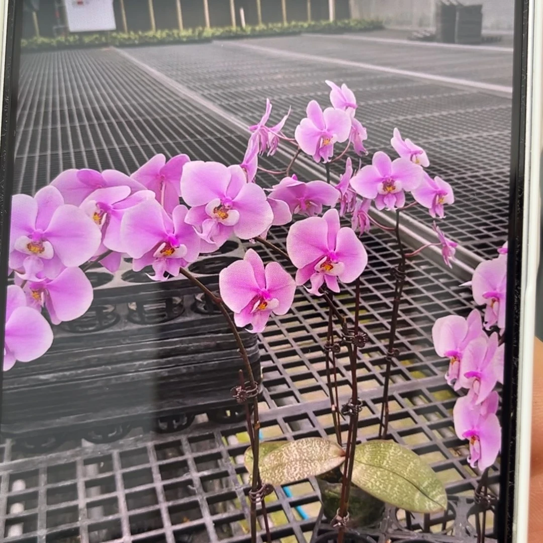 无花朵9寸粉墩墩苗