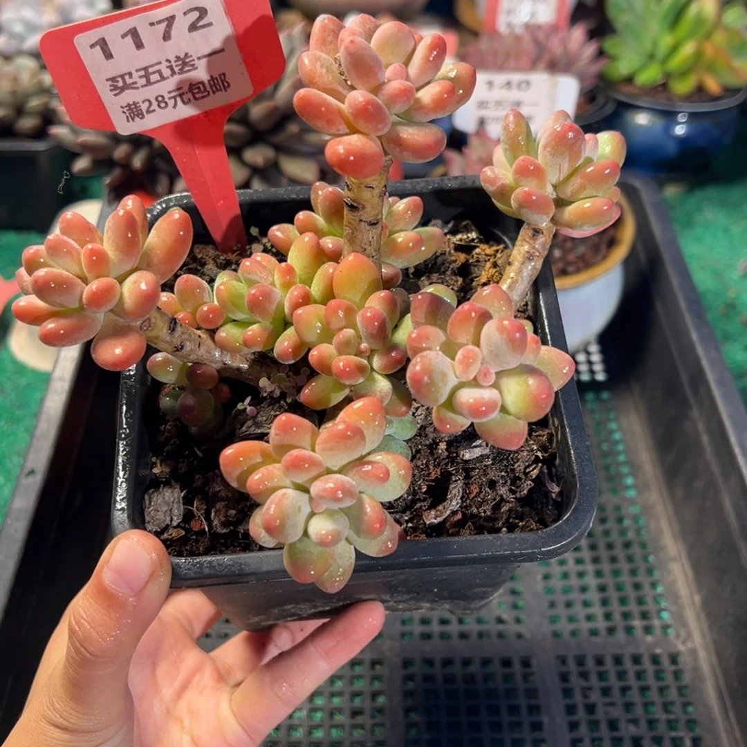 表妹精品多肉植物1172.