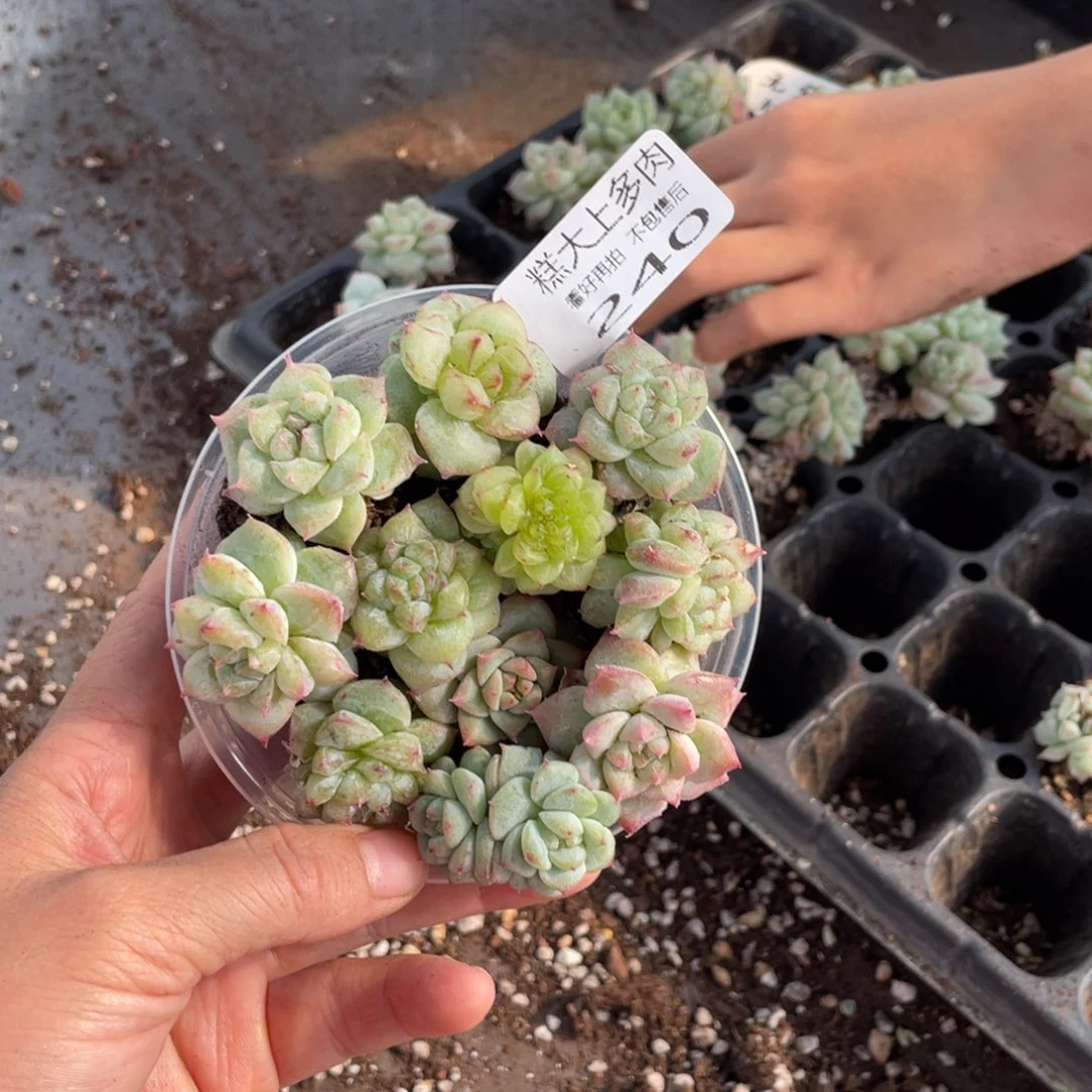 *****糕大上多肉植物240