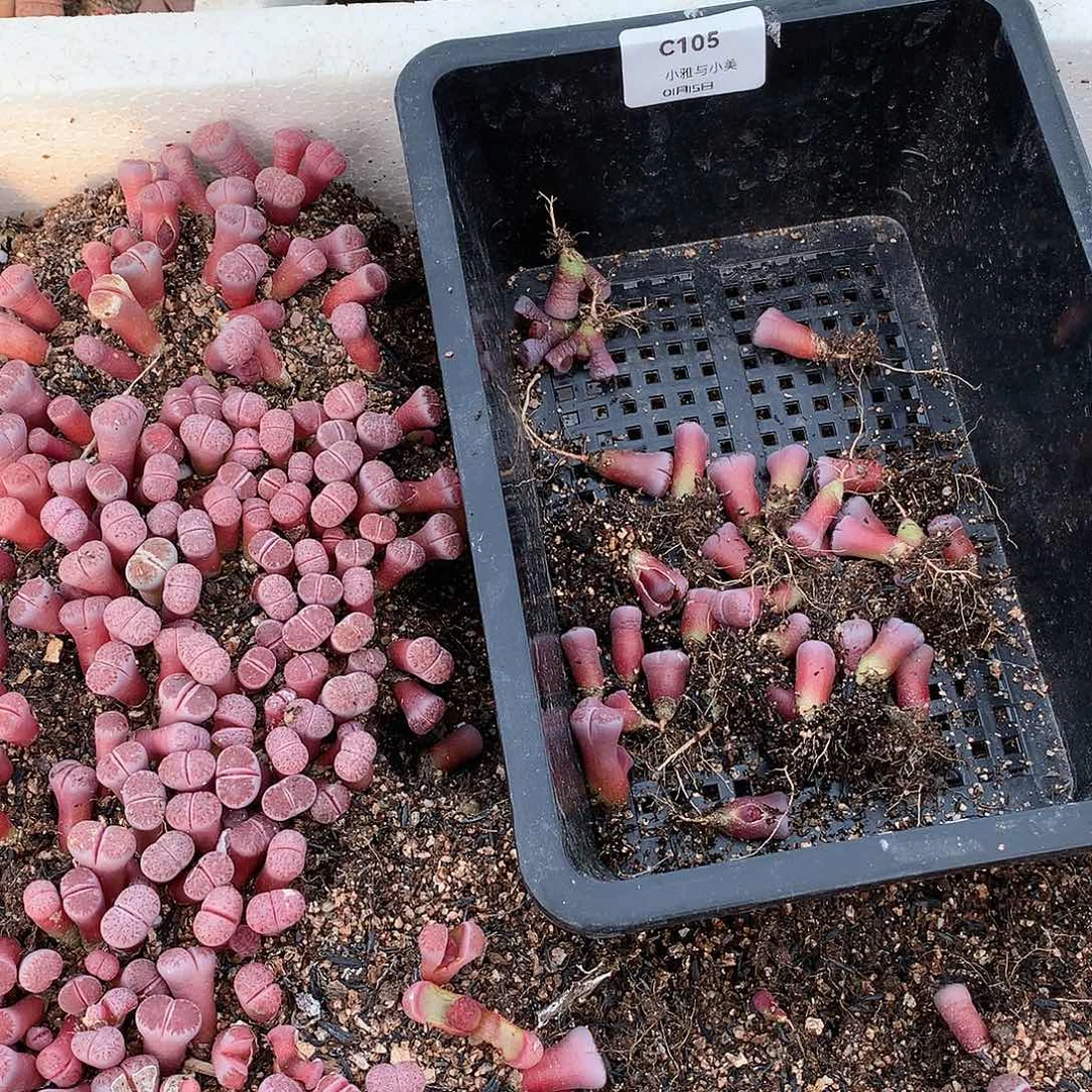 泛***波C105多肉植物保护研究所