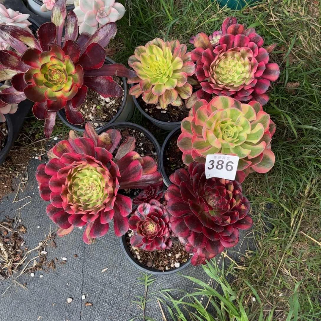 全部花朵红*386多肉法师