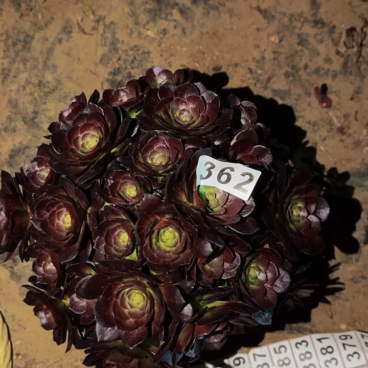 362黑骑士多肉植物处理不售后