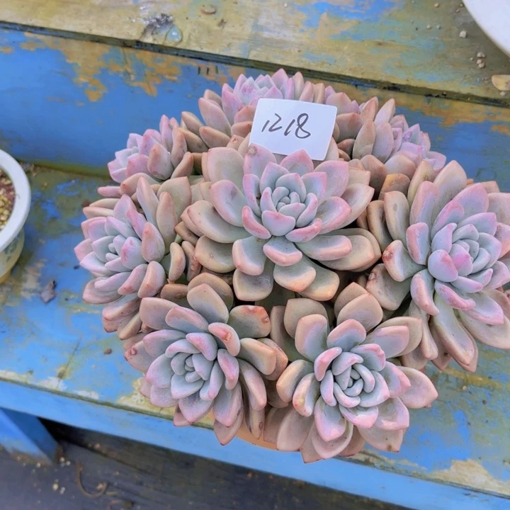 12-18奥普多植物