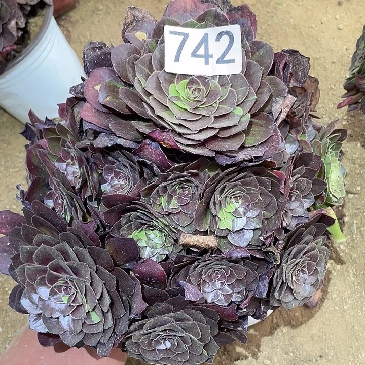 多肉植物法师742花月夜