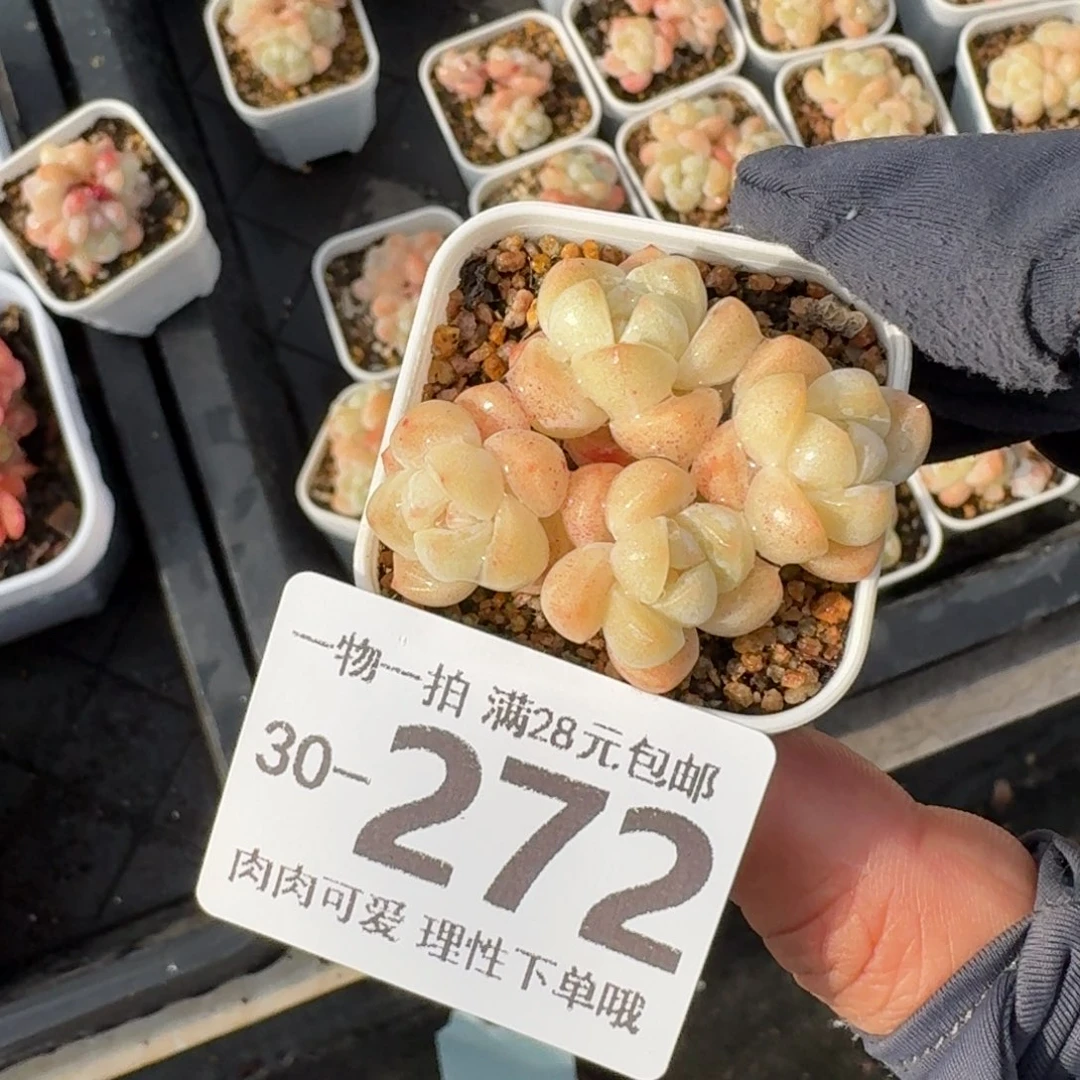 冰玉无盆土发货无