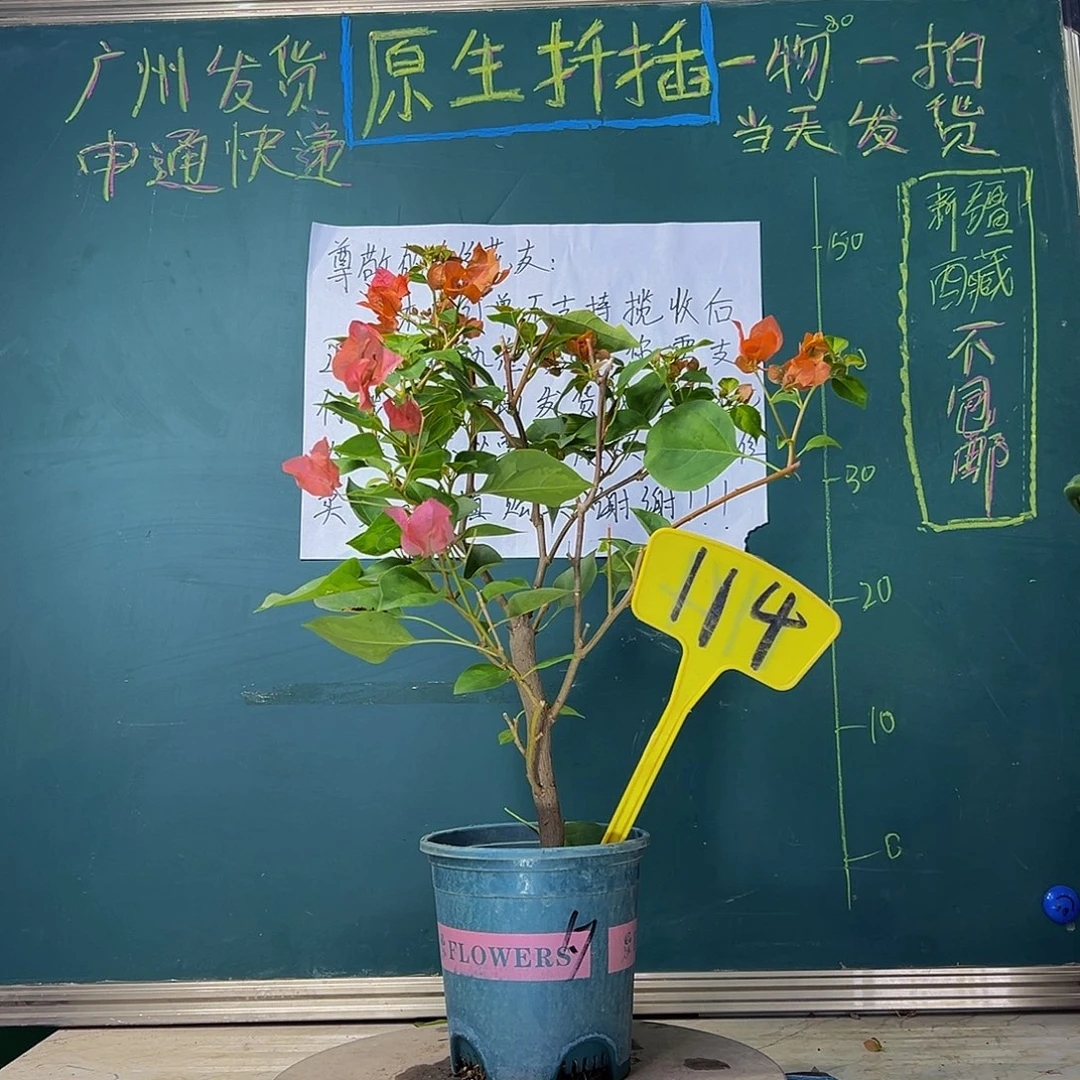 当前无花栽培后可以开花 福利 暗斑夕阳红  114