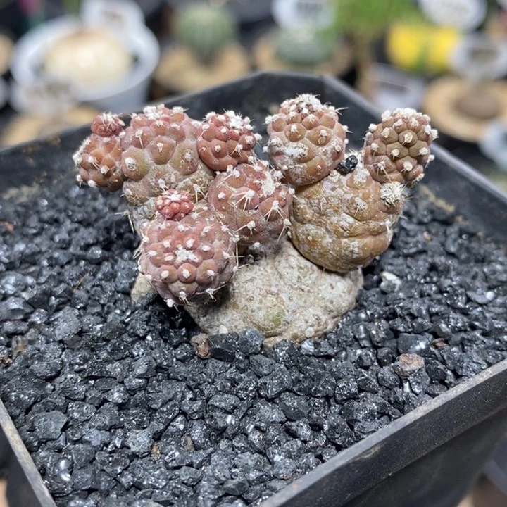 小型习志野1007号4cm