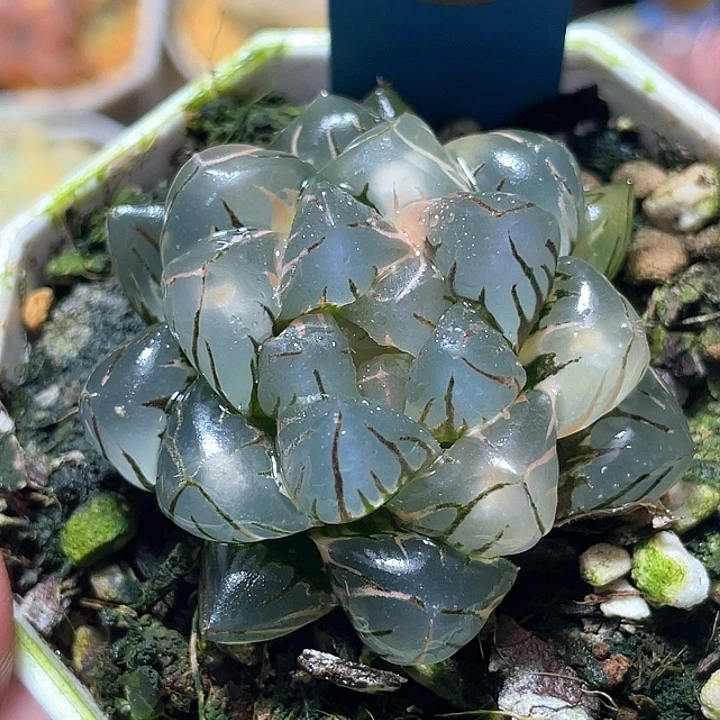 哈****687灯芯水中月锦特选福利