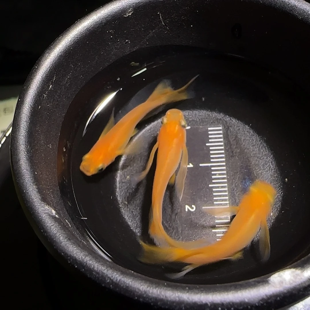 青鳉鱼观背青鱂一物一拍138