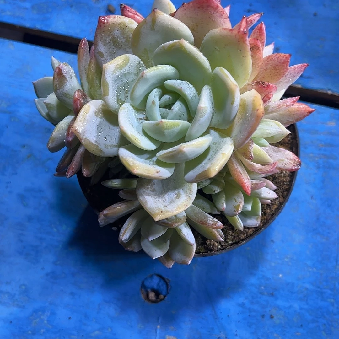 凤橙捧花多肉植物