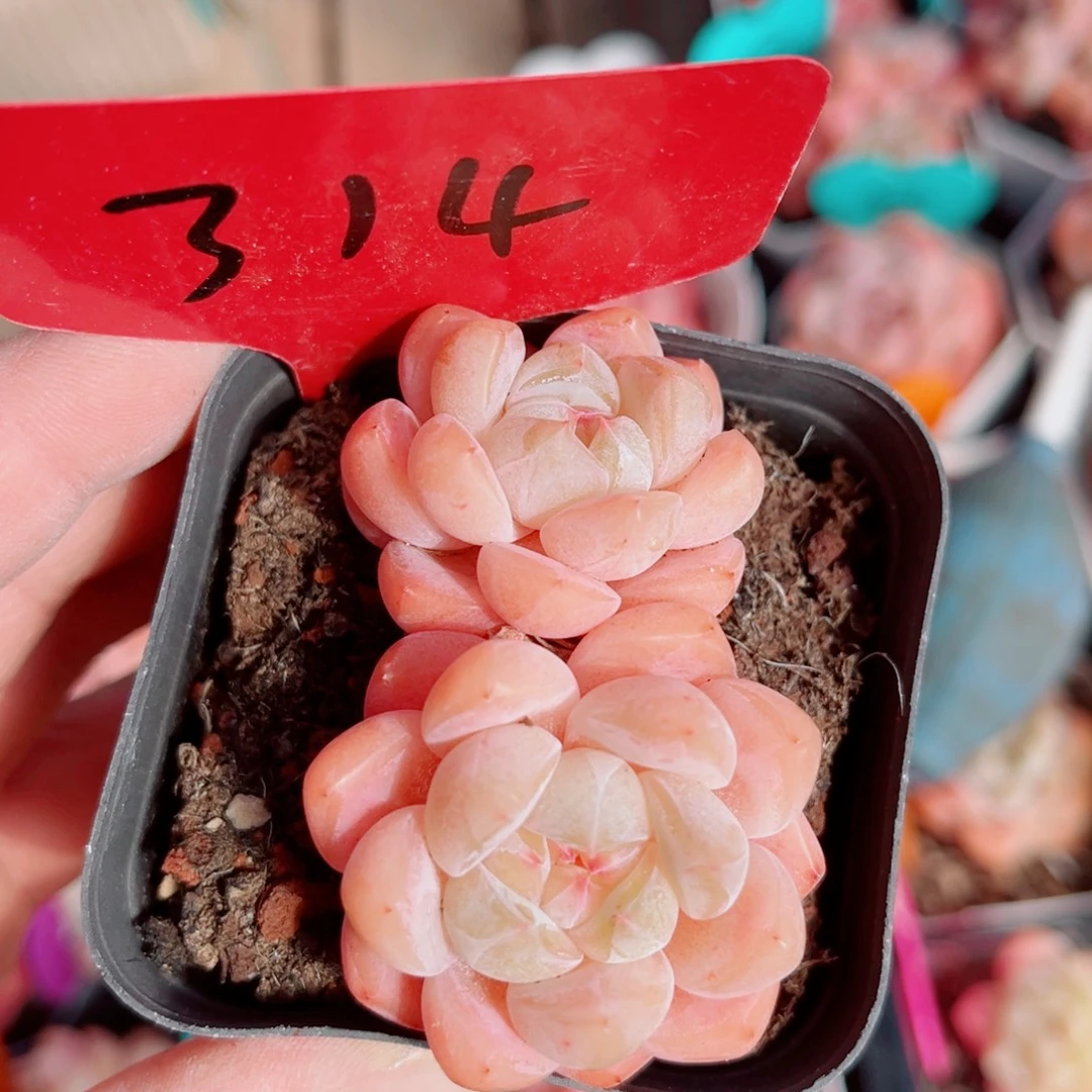 314号小老桩糖心双头
