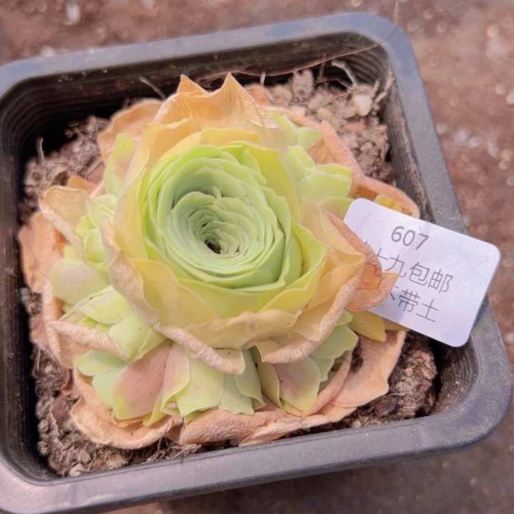 607油画裸根不带土发货不包损