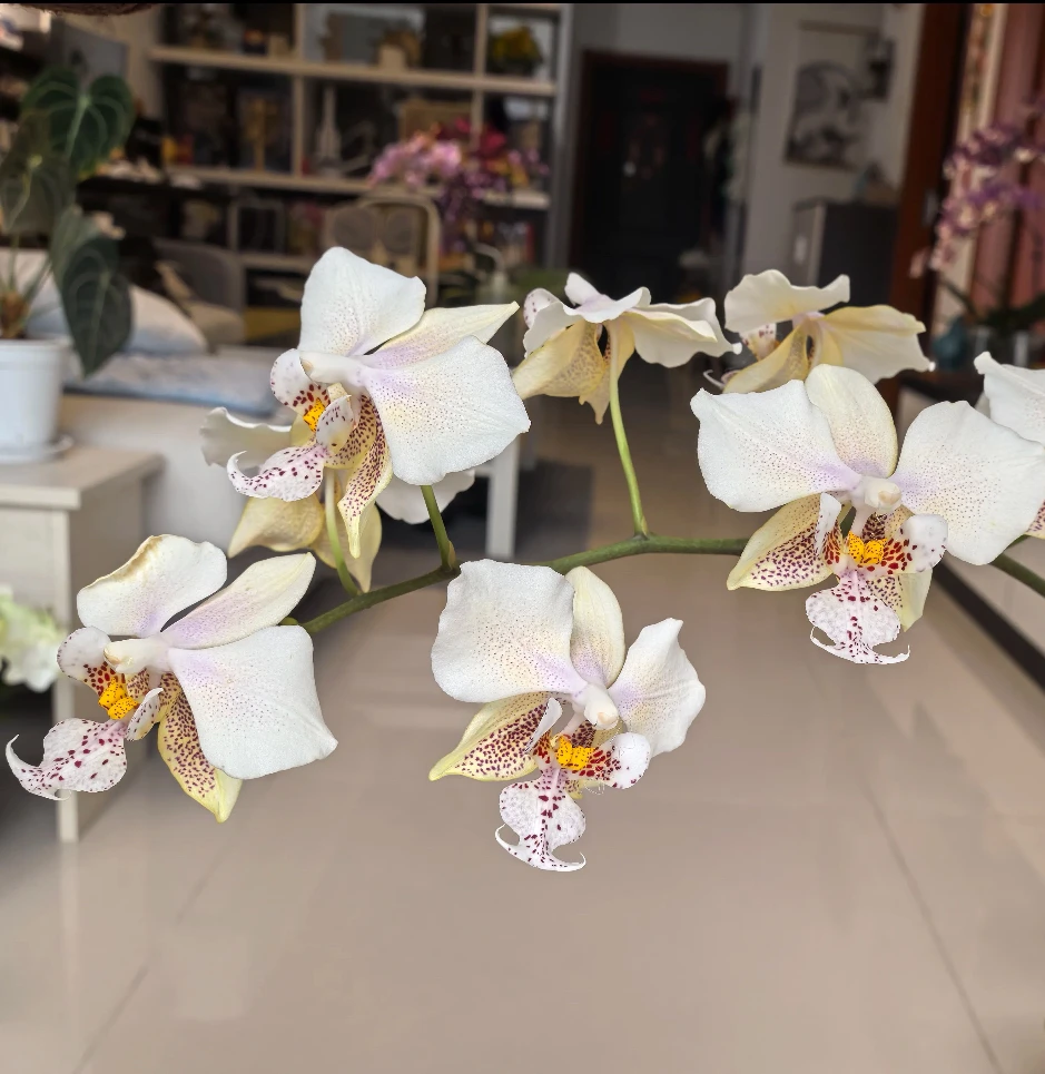 1.7寸杯西雷丽交白色史塔基实生 根系可以