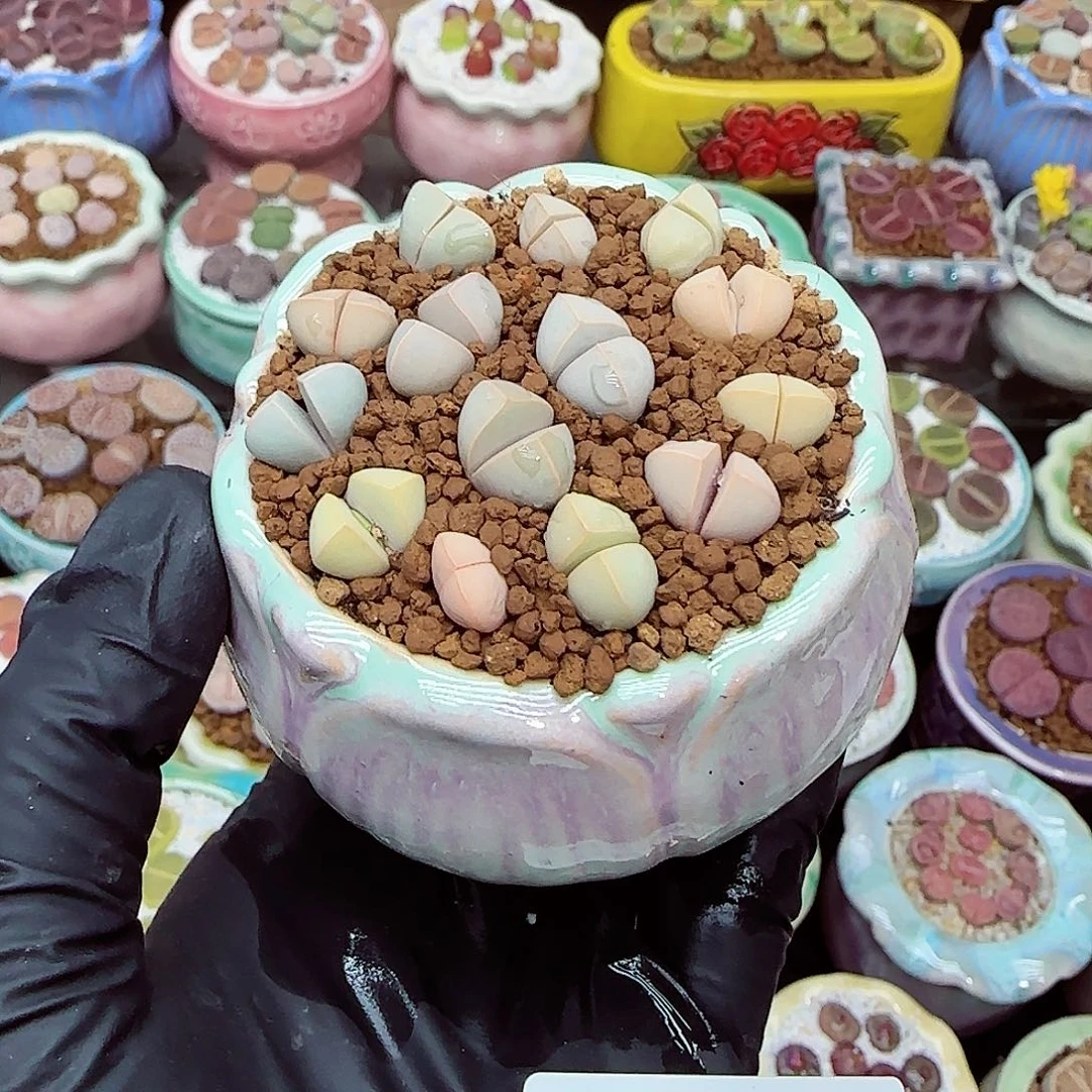 生石花满18包邮1128-106