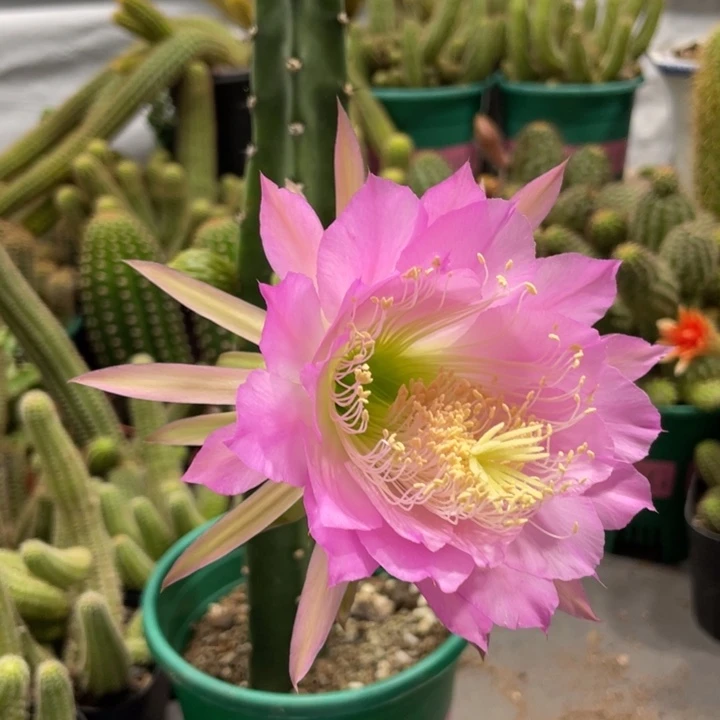 红花袖铺一代自根带花苞15公分上